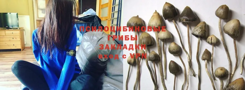 Псилоцибиновые грибы Psilocybe  Кизел 